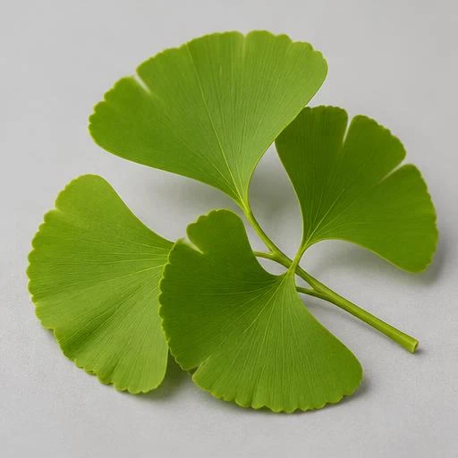 Illustration of fan-shaped Ginkgo biloba leaves