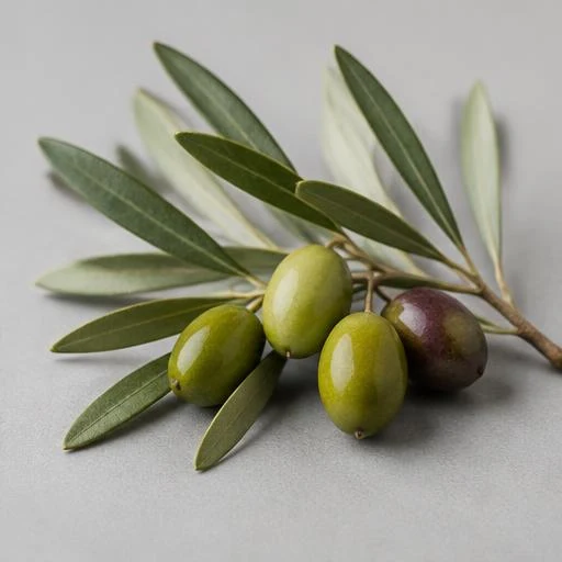 Illustration of olive leaves and olives on a branch